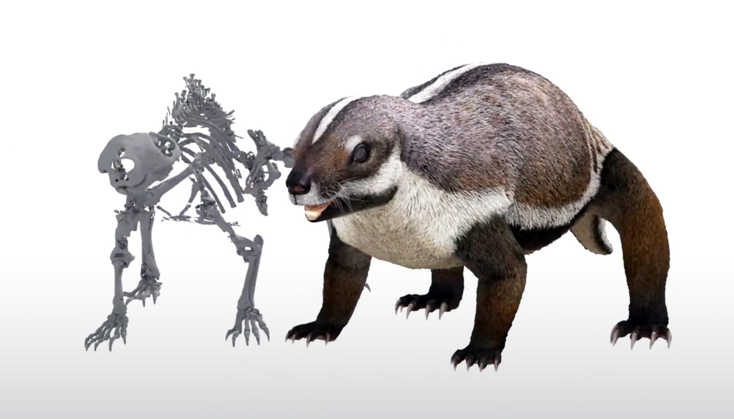 `` Crazy Beast '', âgé de 66 millions, a marron sur Mesozoïque Madagascar