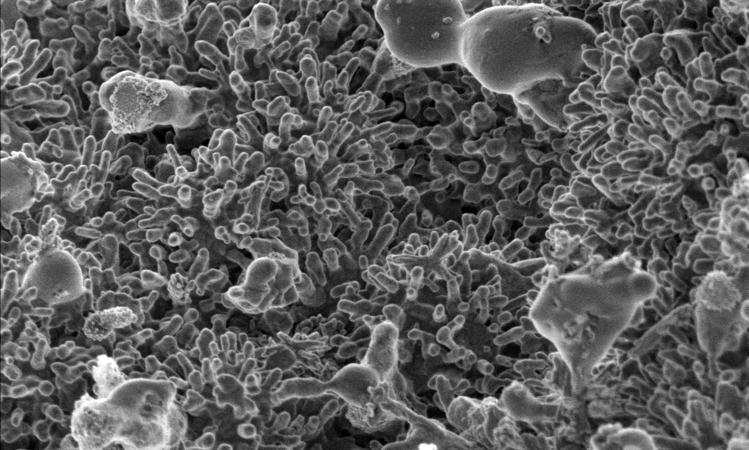 Comment exploiter la puissance des biosolides pour fabriquer de l'hydrogène à partir des eaux usées