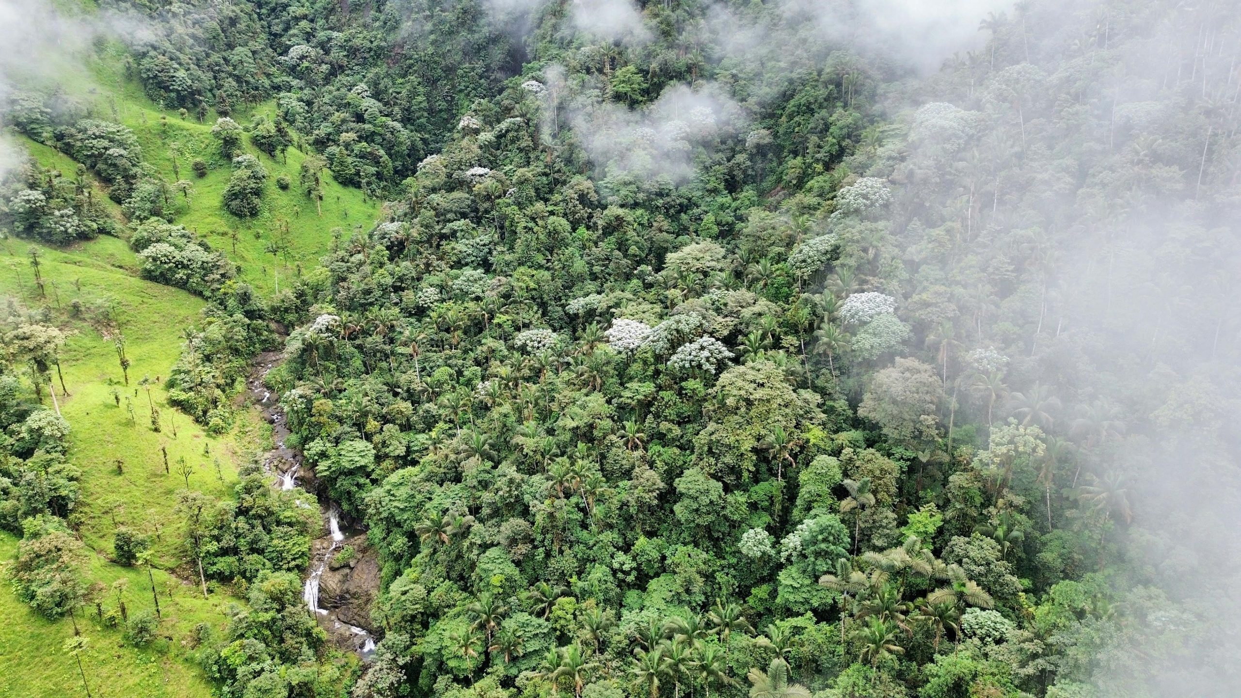 Les scientifiques de Harvard démystifient le mythe de l'extinction de masse dans la forêt de nuages perdue de l'Équateur