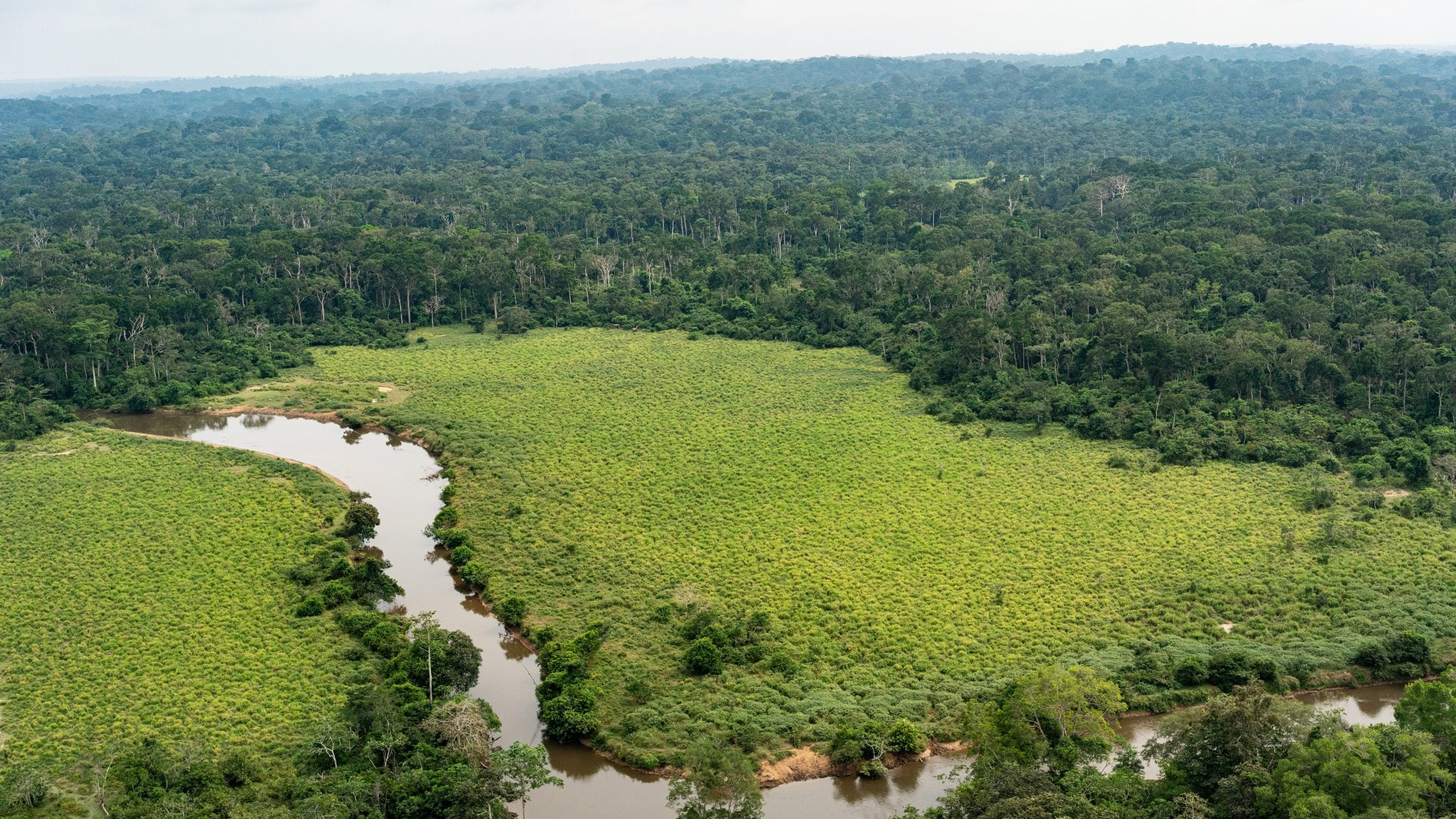 Le livre d'images qui n'existe pas: les scientifiques de Harvard explorent le mystérieux Bais du Congo