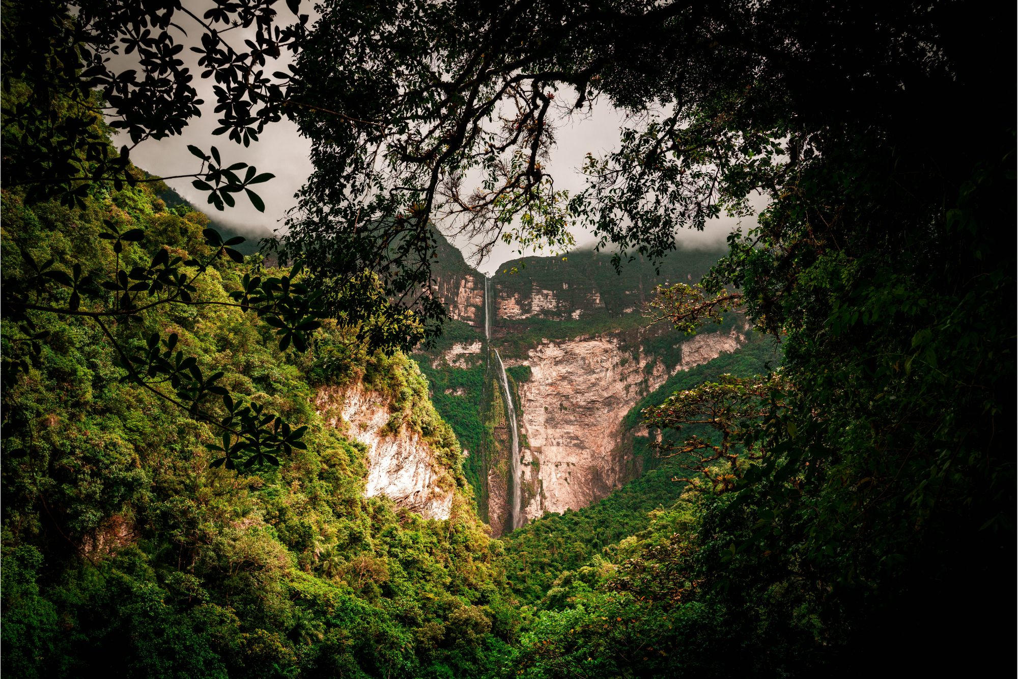 Amazon Rainforest Mystery Unlavelled: une nouvelle étude remet en question les théories de l'évolution de l'ère glaciaire