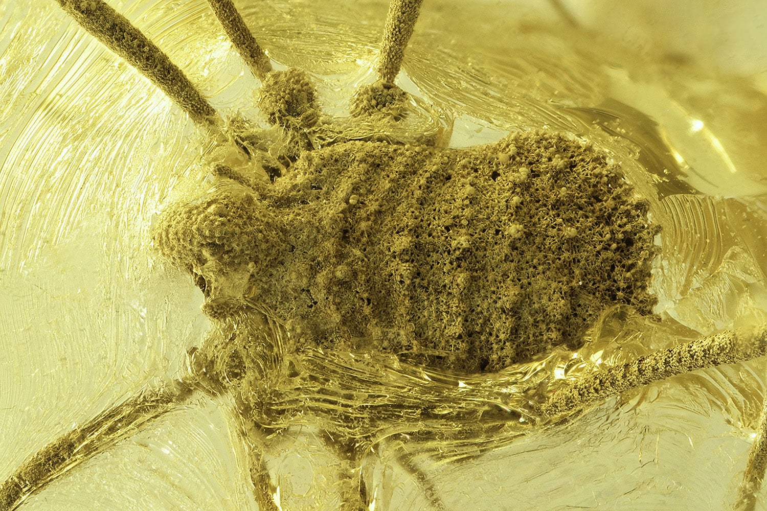 Mystère vieux de 35 millions d’années;: une étrange arachnide découverte préservée dans l’ambre