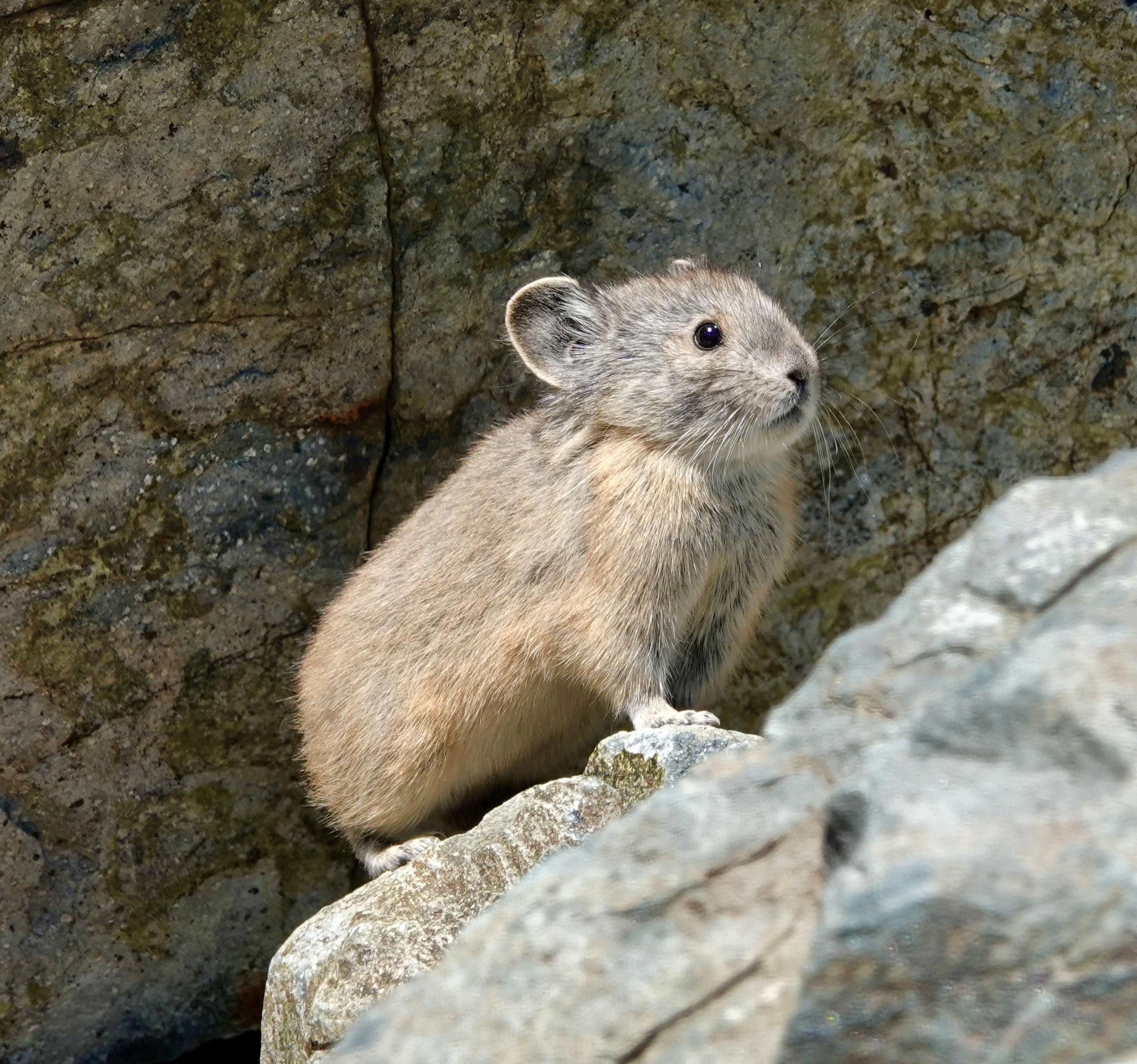 Les pikas américains beaucoup plus résilients face au réchauffement climatique qu'on ne le pensait auparavant