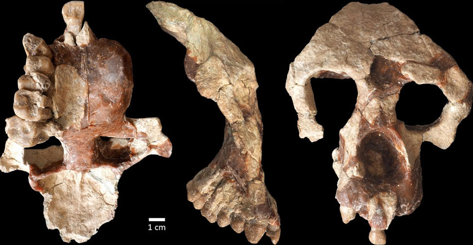 La découverte d'un singe fossile âgé de 8,7 millions d'années remet en question les idées acceptées depuis longtemps d'origine humaine