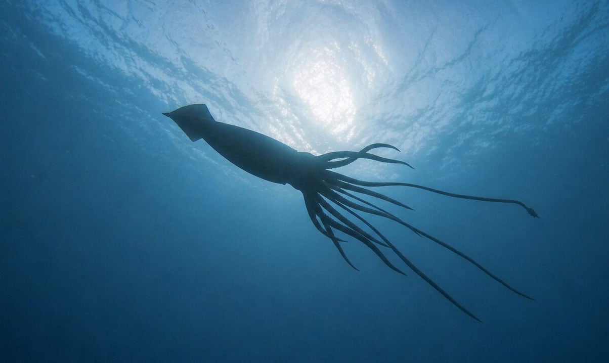 Un calmar géant détecté au large de l'Australie occidentale lors d'une superbe découverte en haute mer