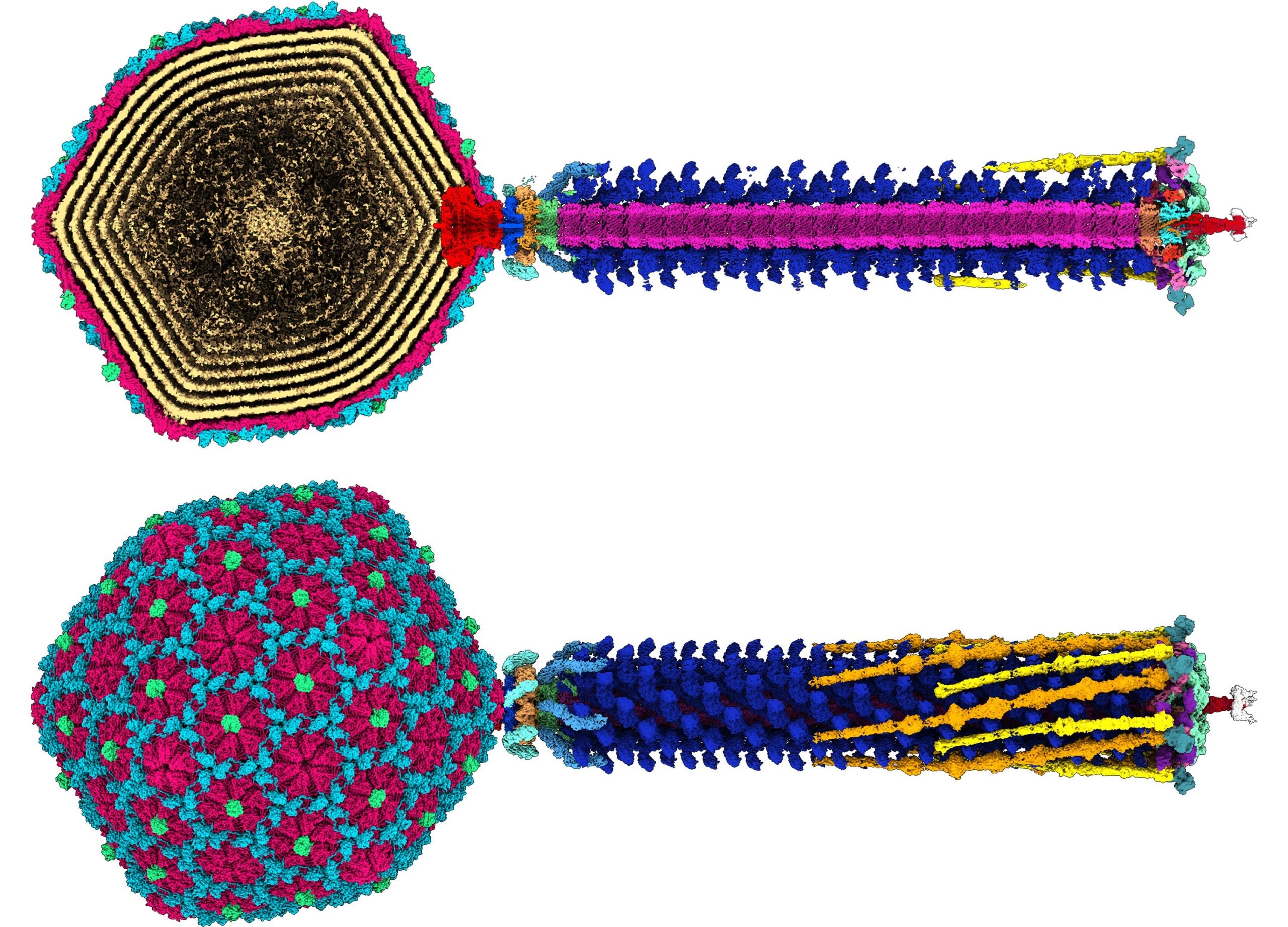 Un superbe plan de virus haute résolution offre un nouvel espoir contre la résistance aux antibiotiques