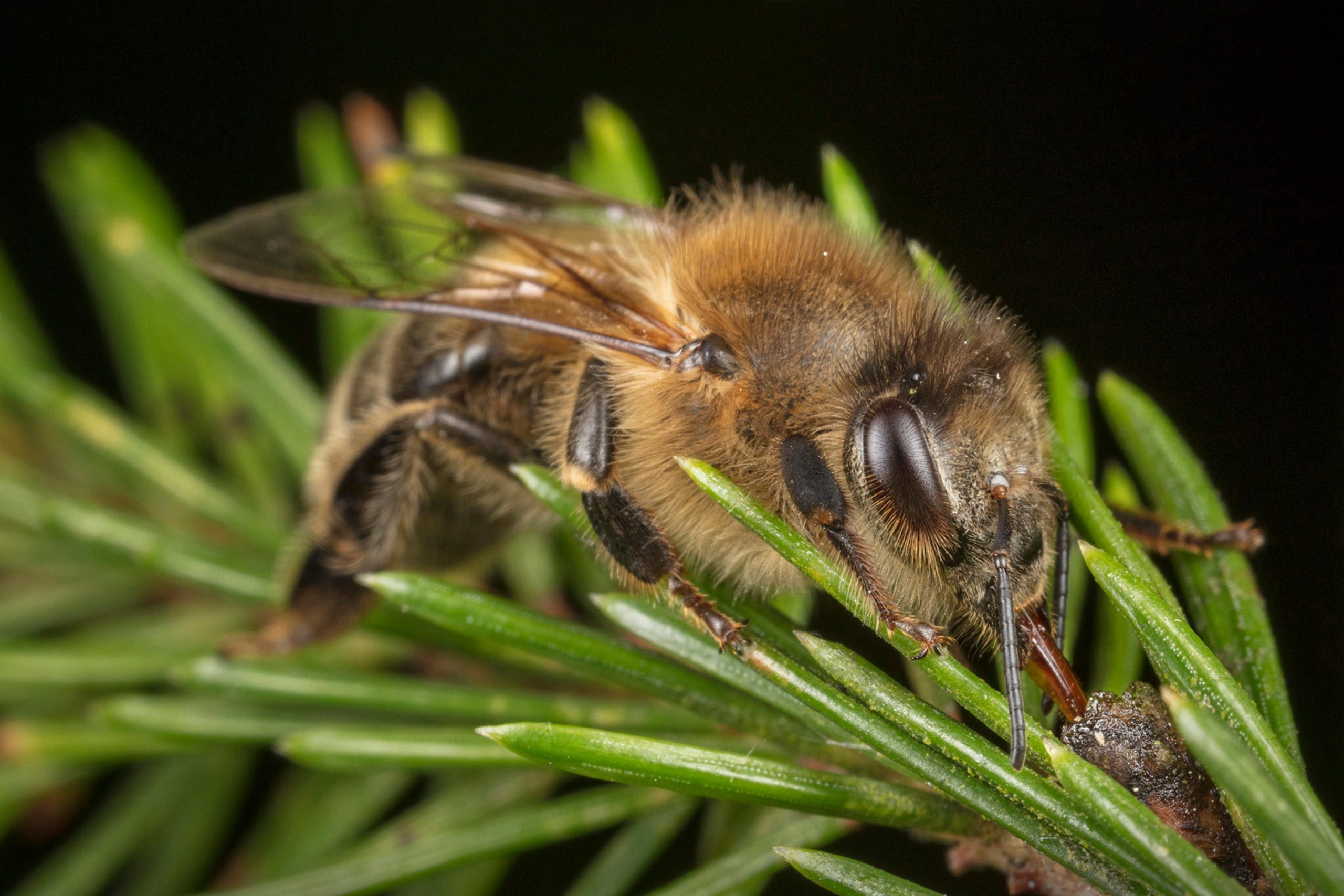 La vie secrète des abeilles: comment les écosystèmes forestiers ont un impact