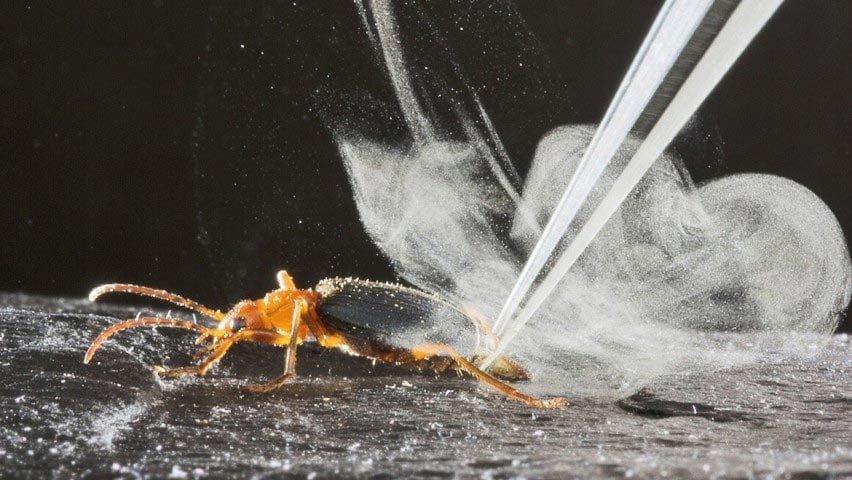 Chimie derrière la puissance de feu extraordinaire du Bombardier Beetle 
