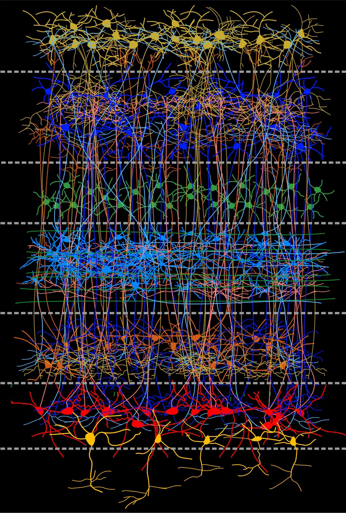 L'organisation surprenante du cerveau des oiseaux: de nouvelles recherches clarifient 150 ans de fausses hypothèses