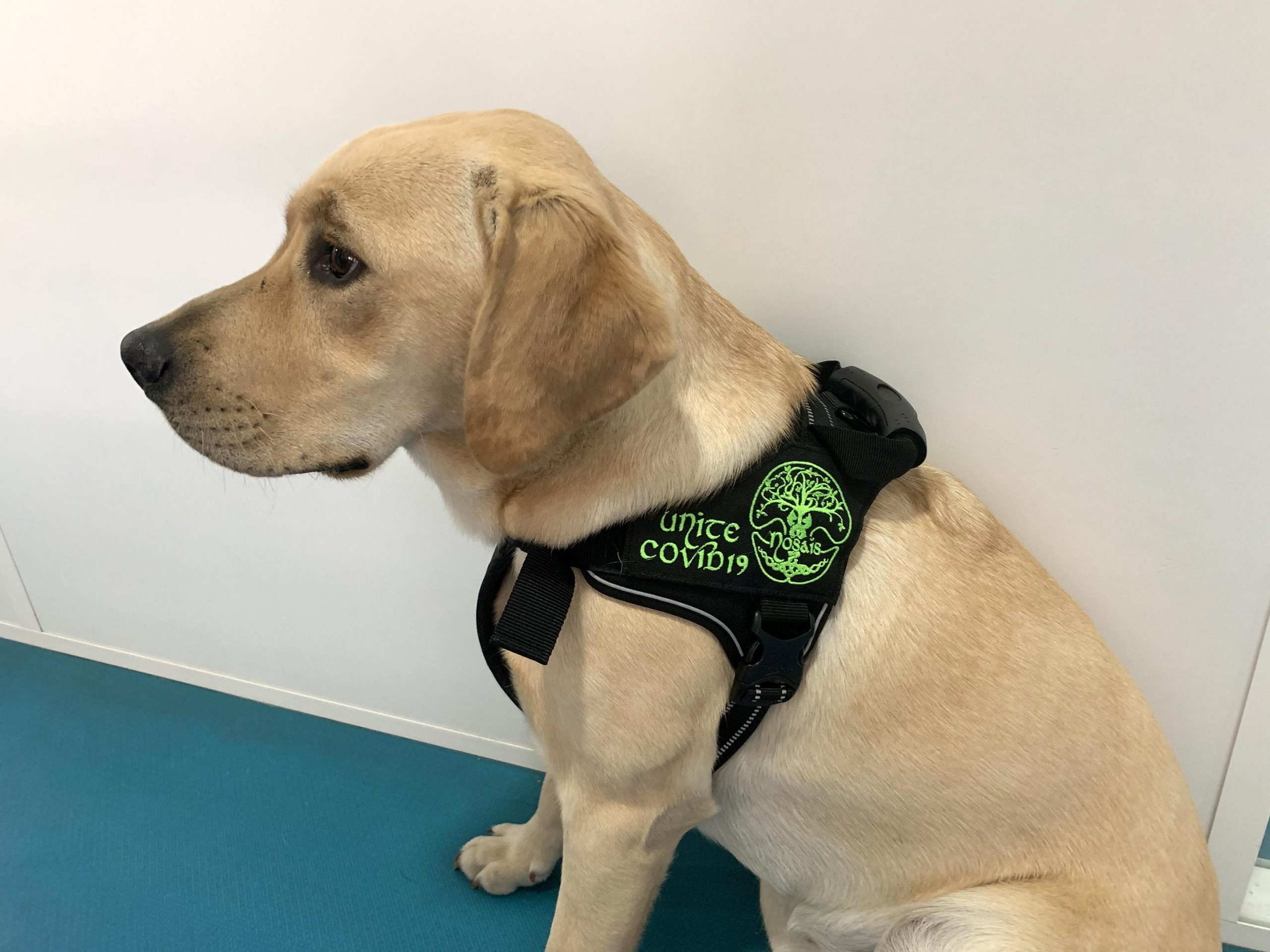 Les chiens renifleurs formés pourraient être en mesure de détecter les personnes infectées par Covid-19