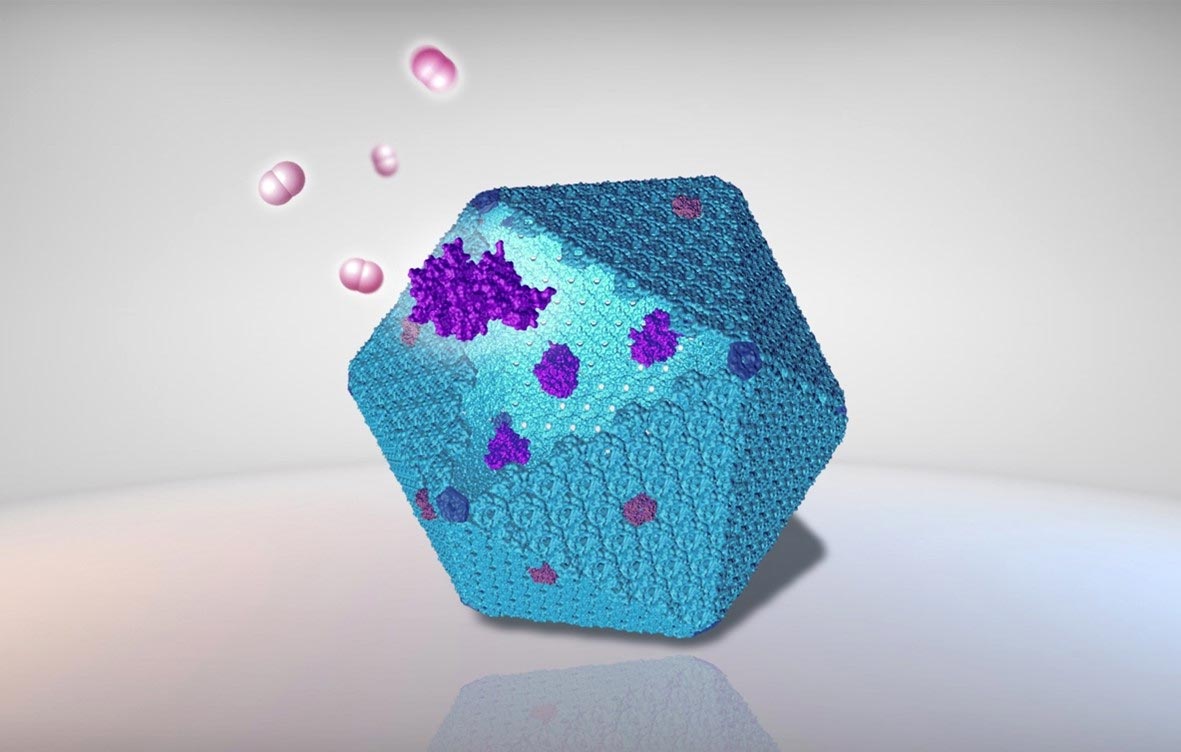 Production de bioénergie durable déverrouillée par de nouveaux nanobioriacteurs protéiques