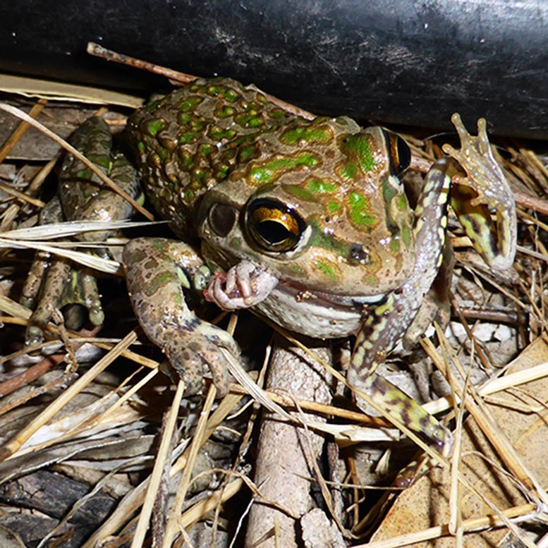 L'invasion des grenouilles carnivores extraterrestres fait des ravages sur l'habitat naturel
