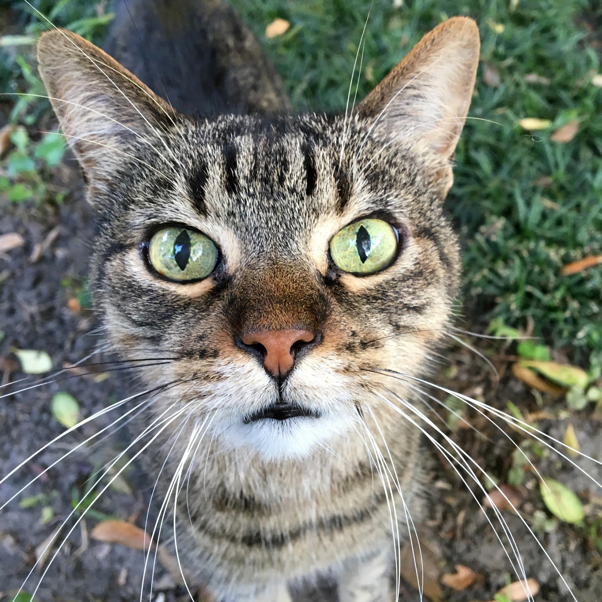 La simulation de moustaches donne un nouveau aperçu du mystérieux sens du toucher des mammifères