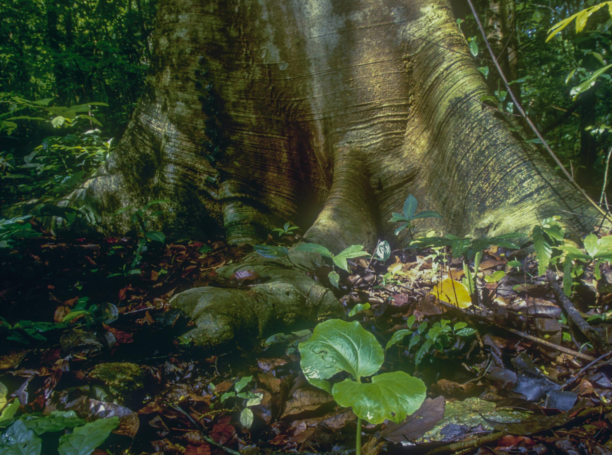 Un aperçu de l'avenir de diverses forêts tropicales