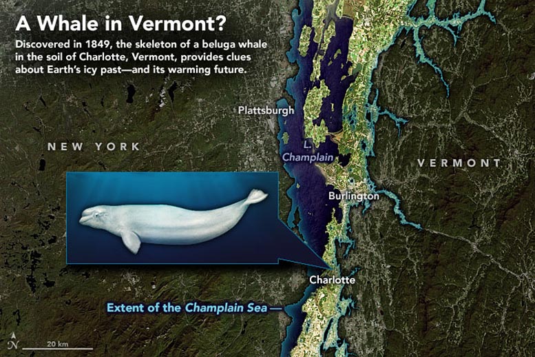 La baleine Charlotte: découverte inattendue d'un squelette de baleine à des centaines de kilomètres de la mer