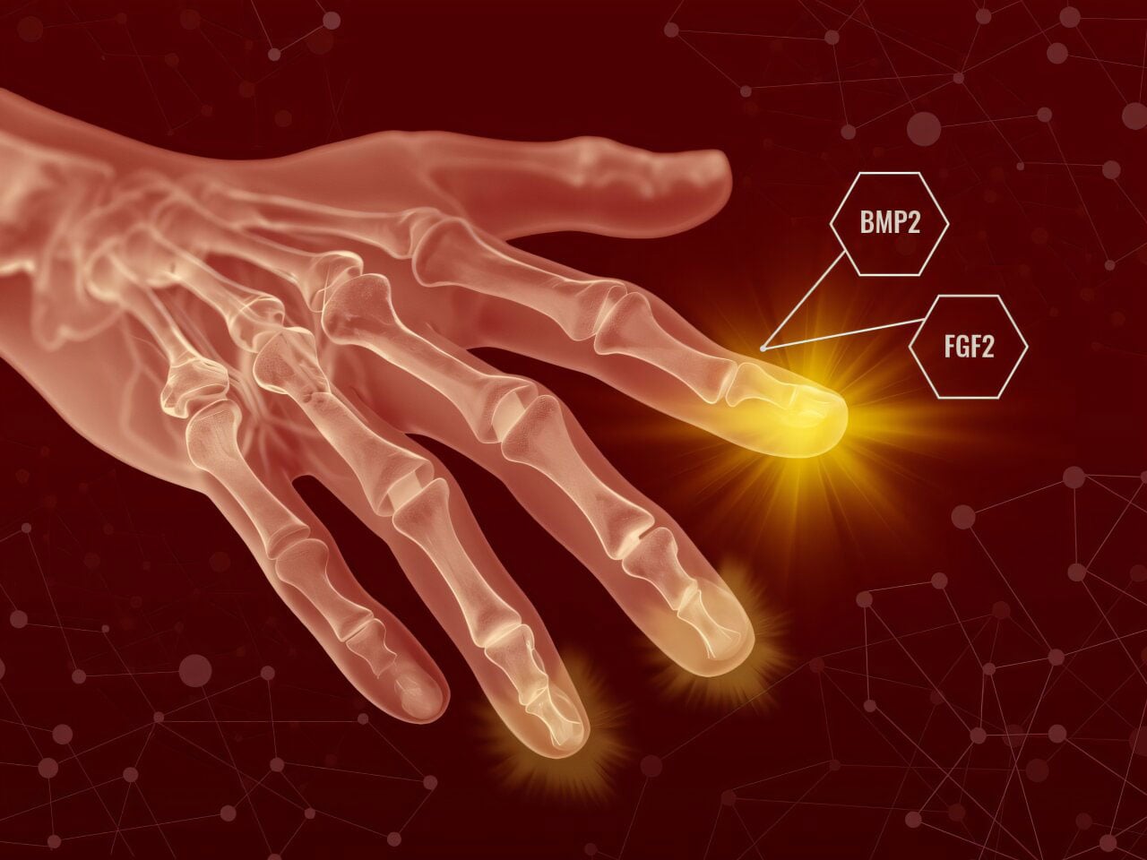 Les humains pourraient avoir des pouvoirs régénérateurs cachés, suggère une nouvelle étude
