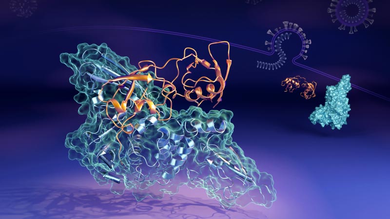 Les scientifiques attrapent le complexe de protéines de coronavirus qui change de forme dans la loi