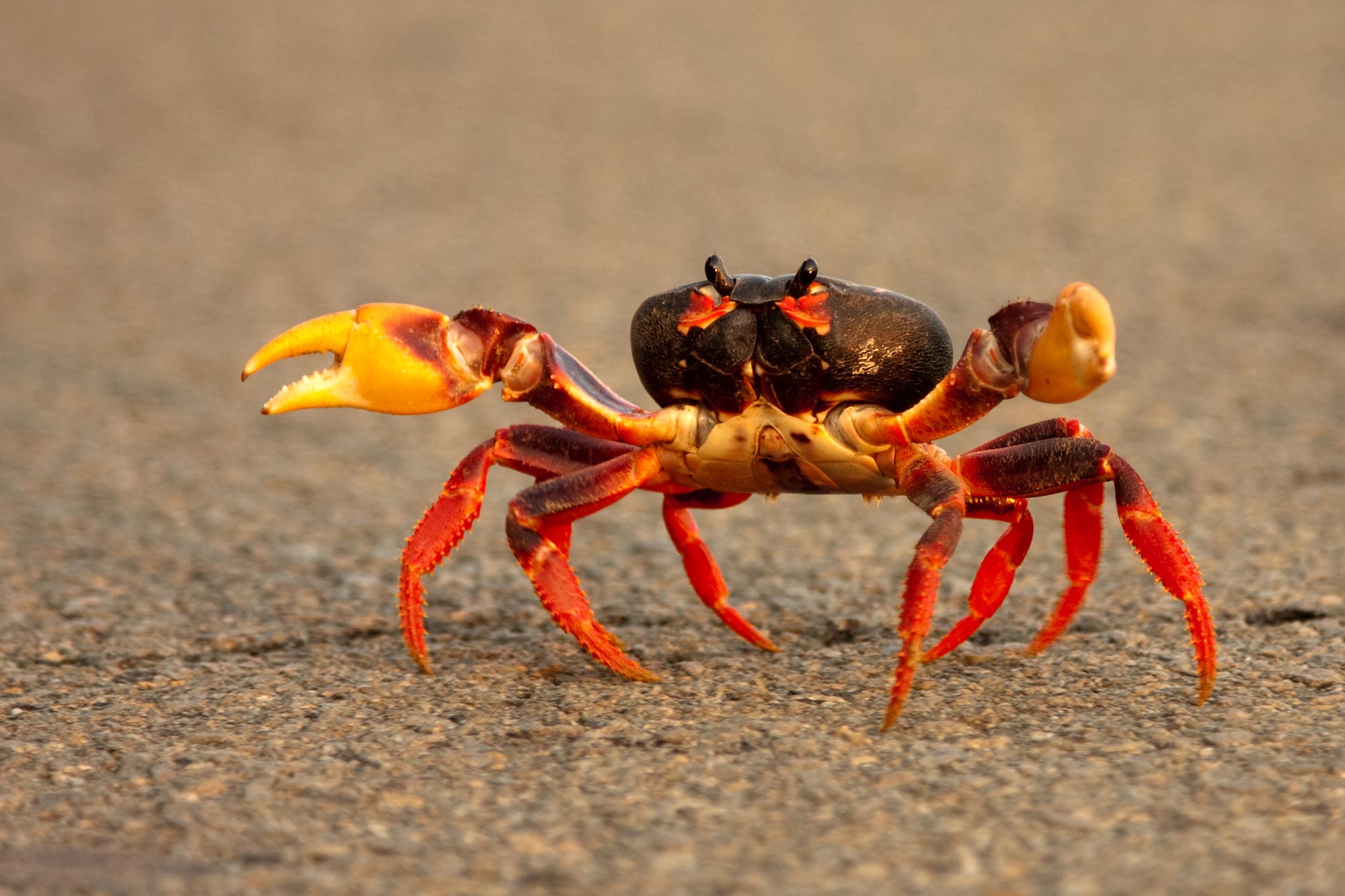 Les scientifiques viennent de résoudre le mystère de la marche latérale des crabes