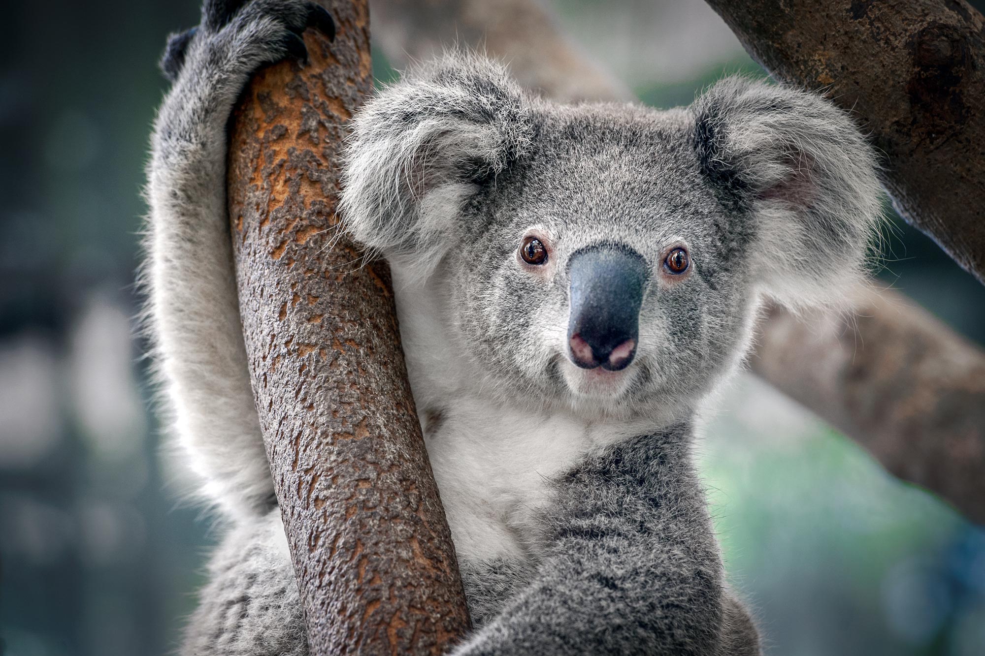 Les koalas ont presque perdu leur diversité génétique, mais leur retour réécrit l'histoire
