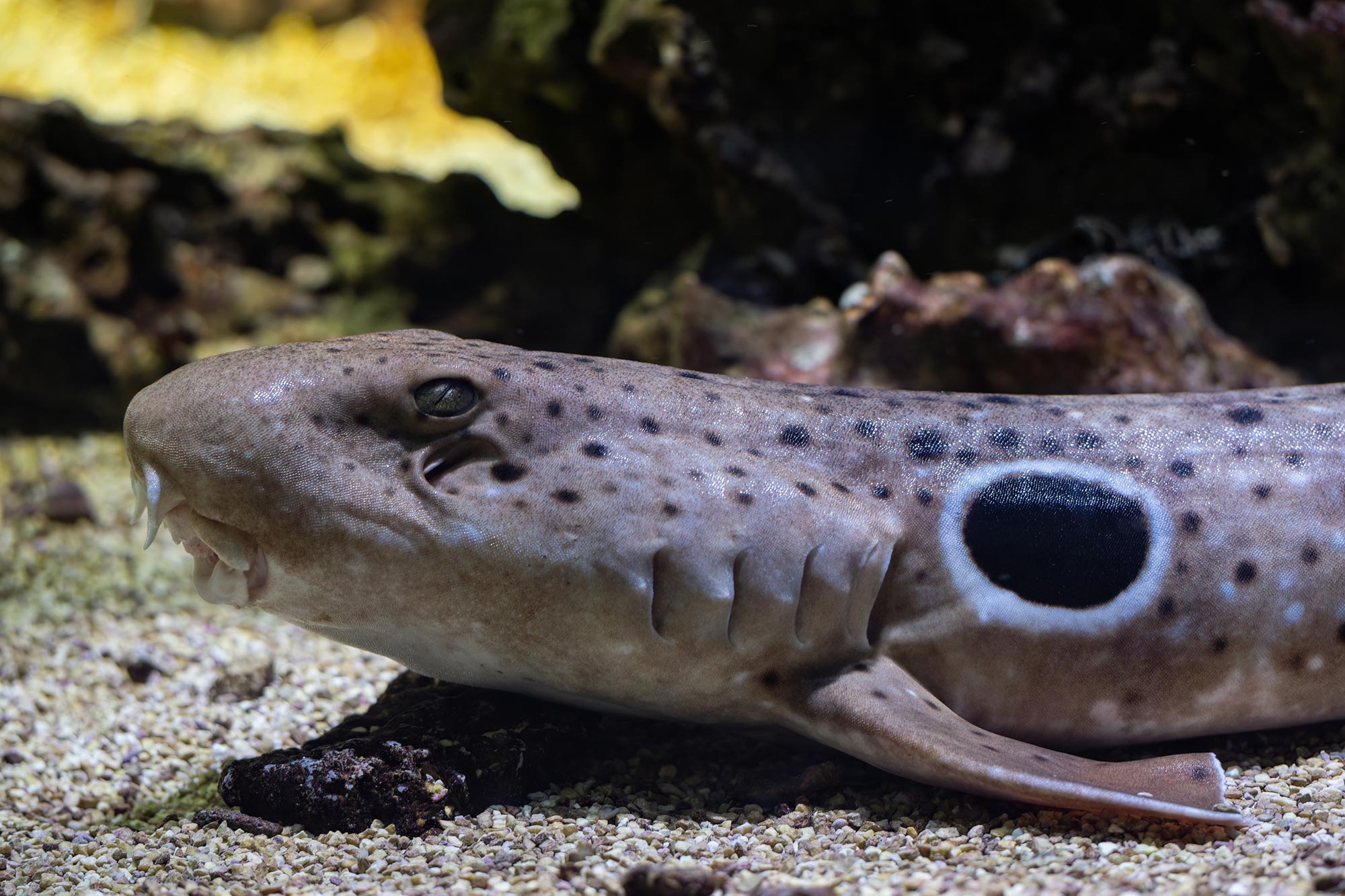 Les requins marcheurs viennent de changer ce que nous savons sur la reproduction