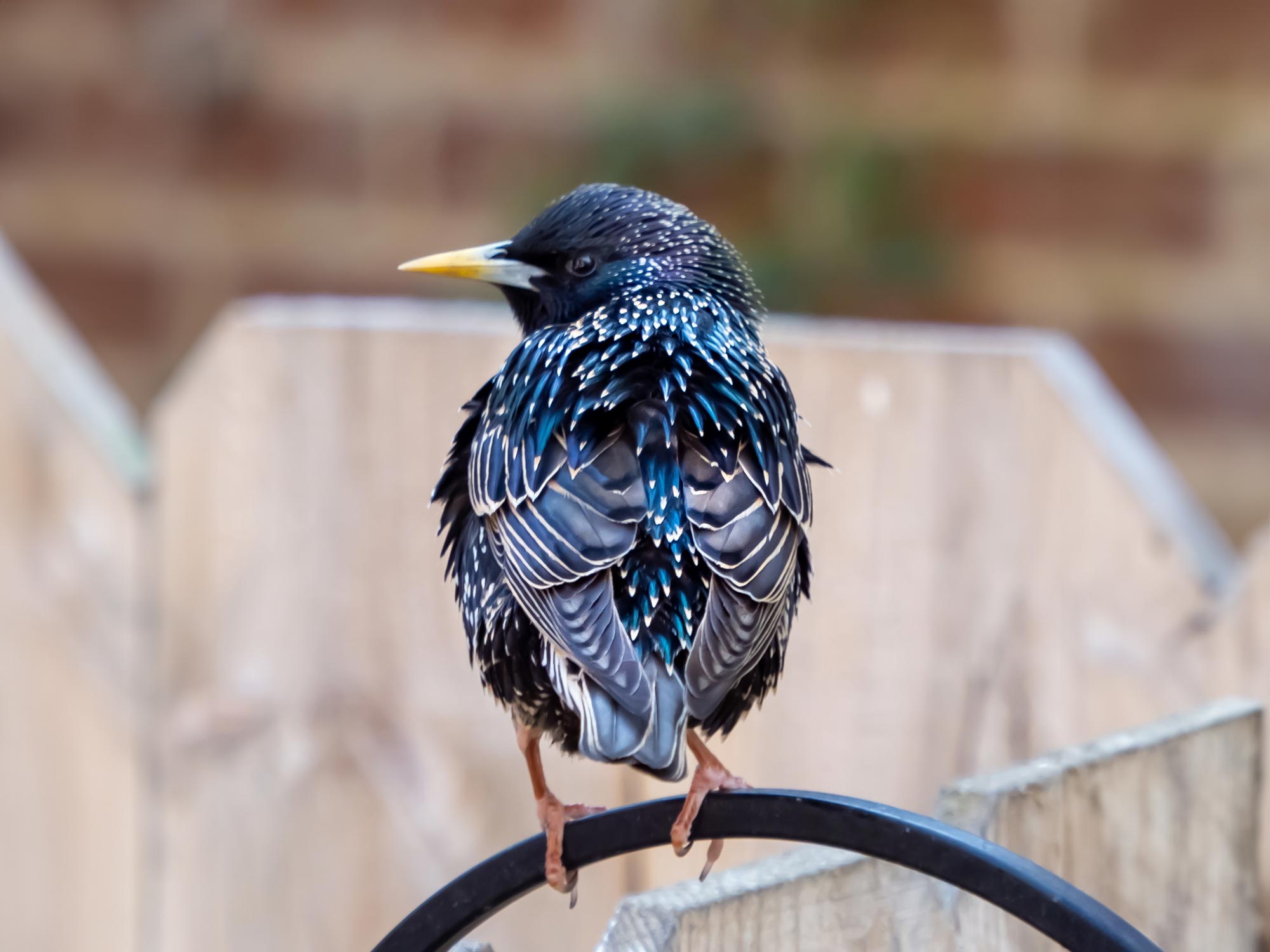 La résonance de l'intelligence: l'apprentissage vocal complexe prédit des capacités de résolution de problèmes et la taille du cerveau chez les oiseaux chanteurs