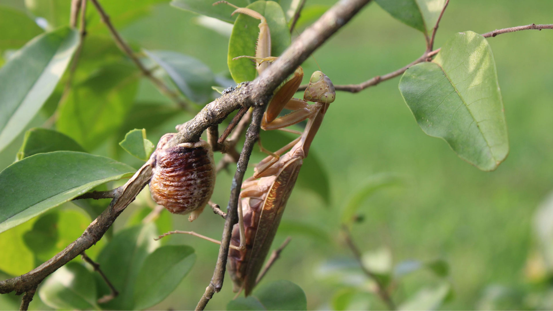 Les mantes géantes envahissantes envahissent l’Europe