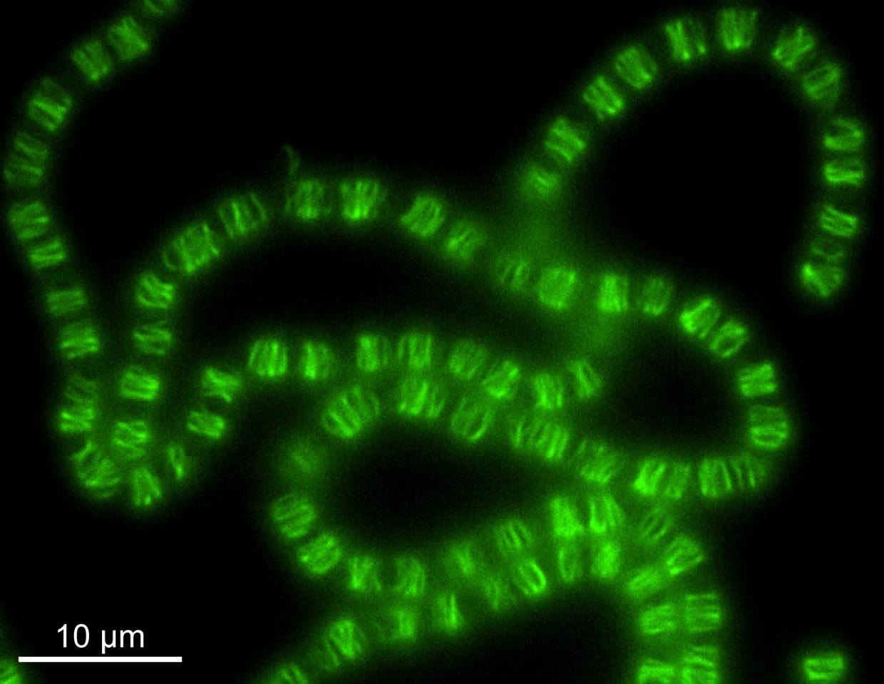 Des bactéries anciennes ont transformé un système d’ADN en squelette cellulaire