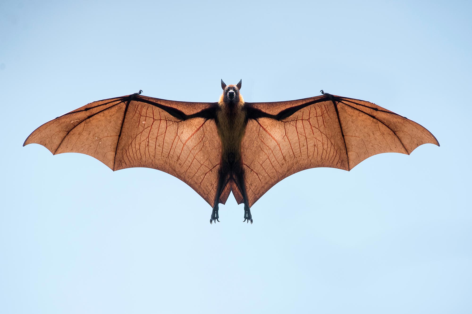 Les chauves-souris offrent des indices sur le traitement de Covid-19 