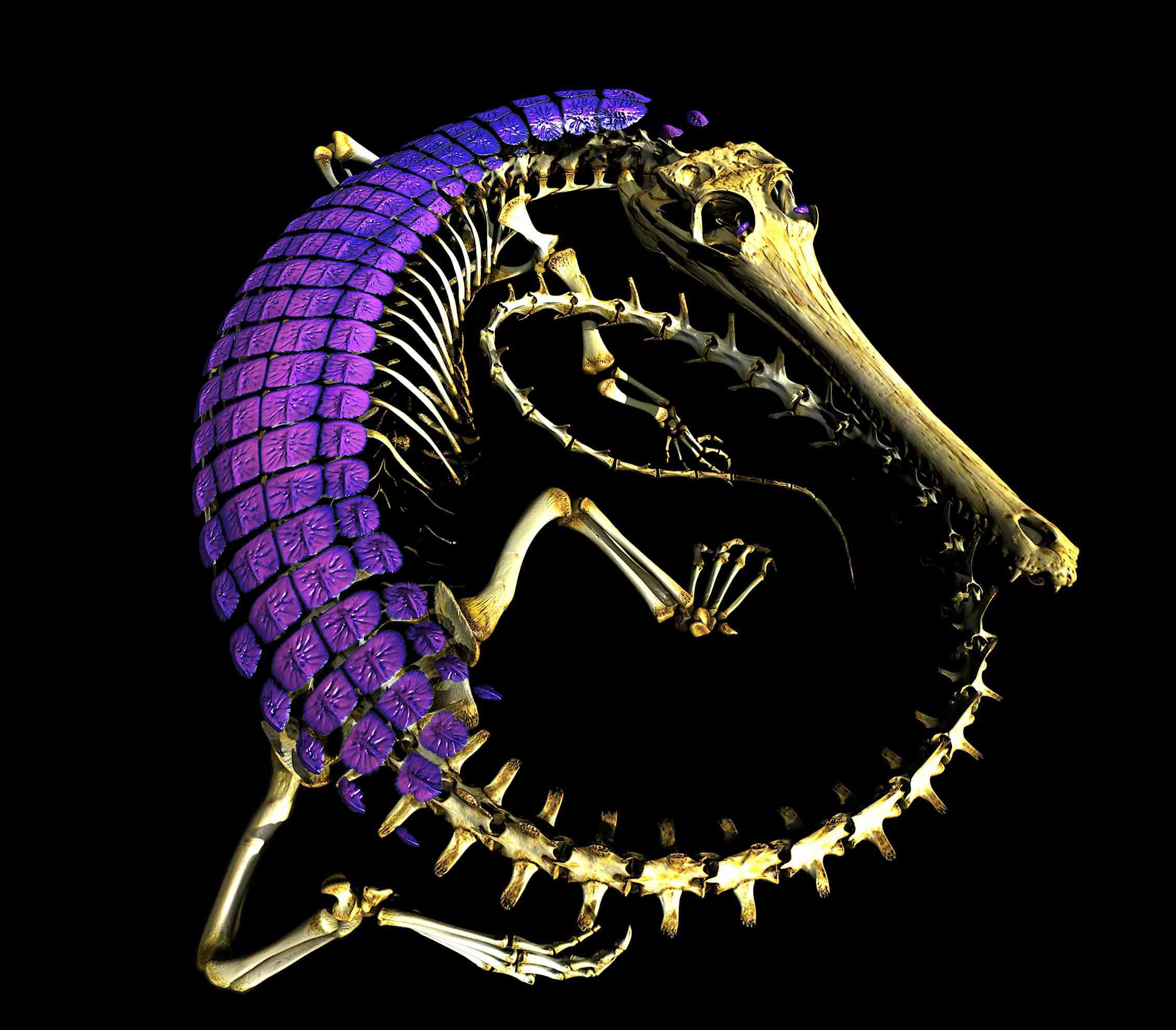 Des scientifiques résolvent le mystère de l’armure en peau de reptile vieux de 320 millions d’années