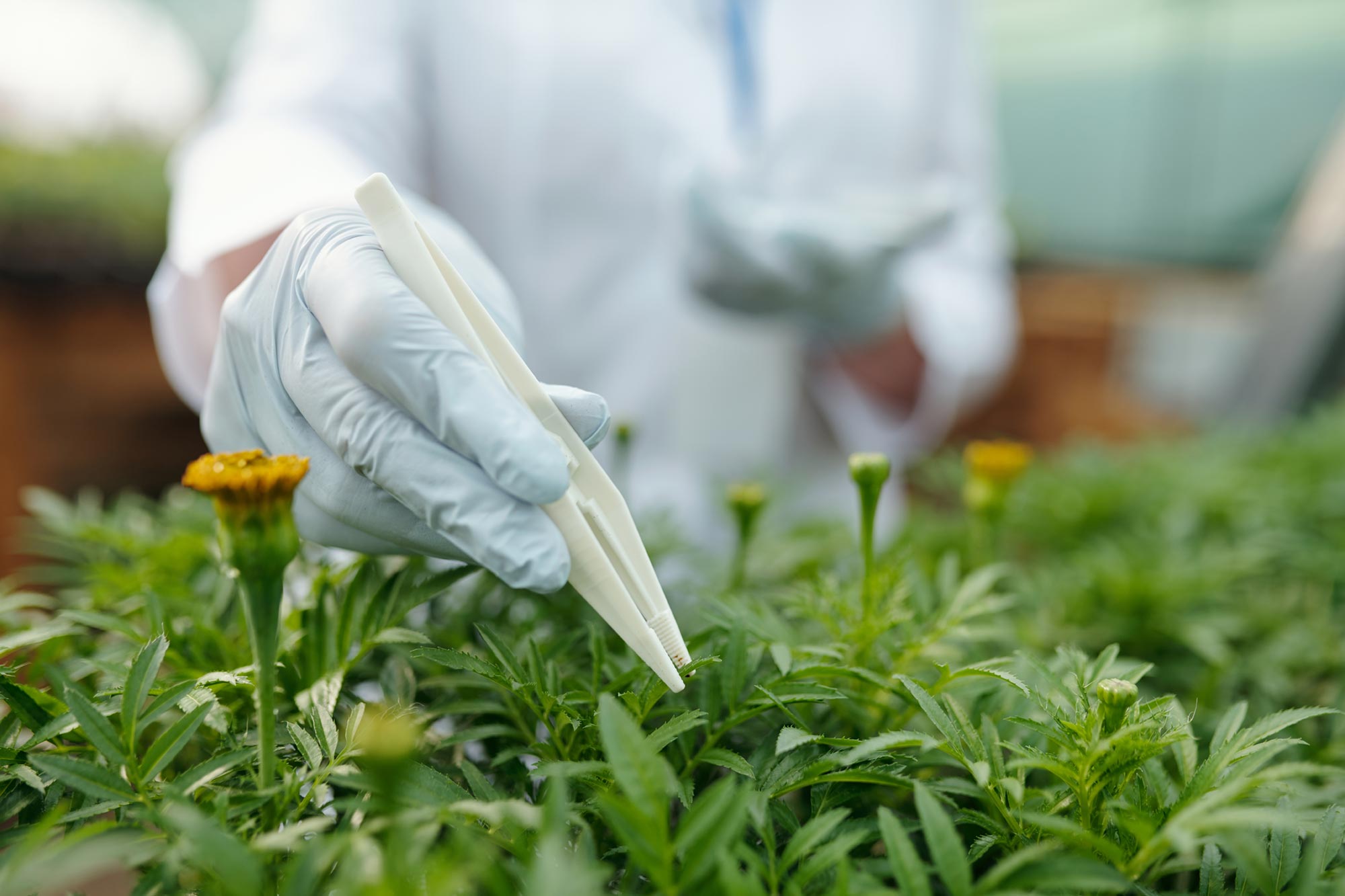 Cette plante commune pourrait être une nouvelle source inattendue de protéines