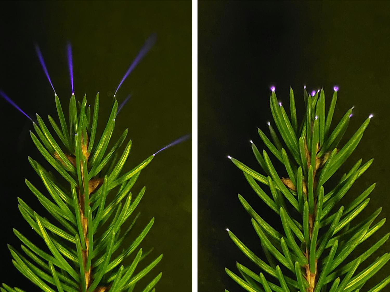 Les arbres émettent de minuscules éclairs pendant les tempêtes et les scientifiques le prouvent enfin