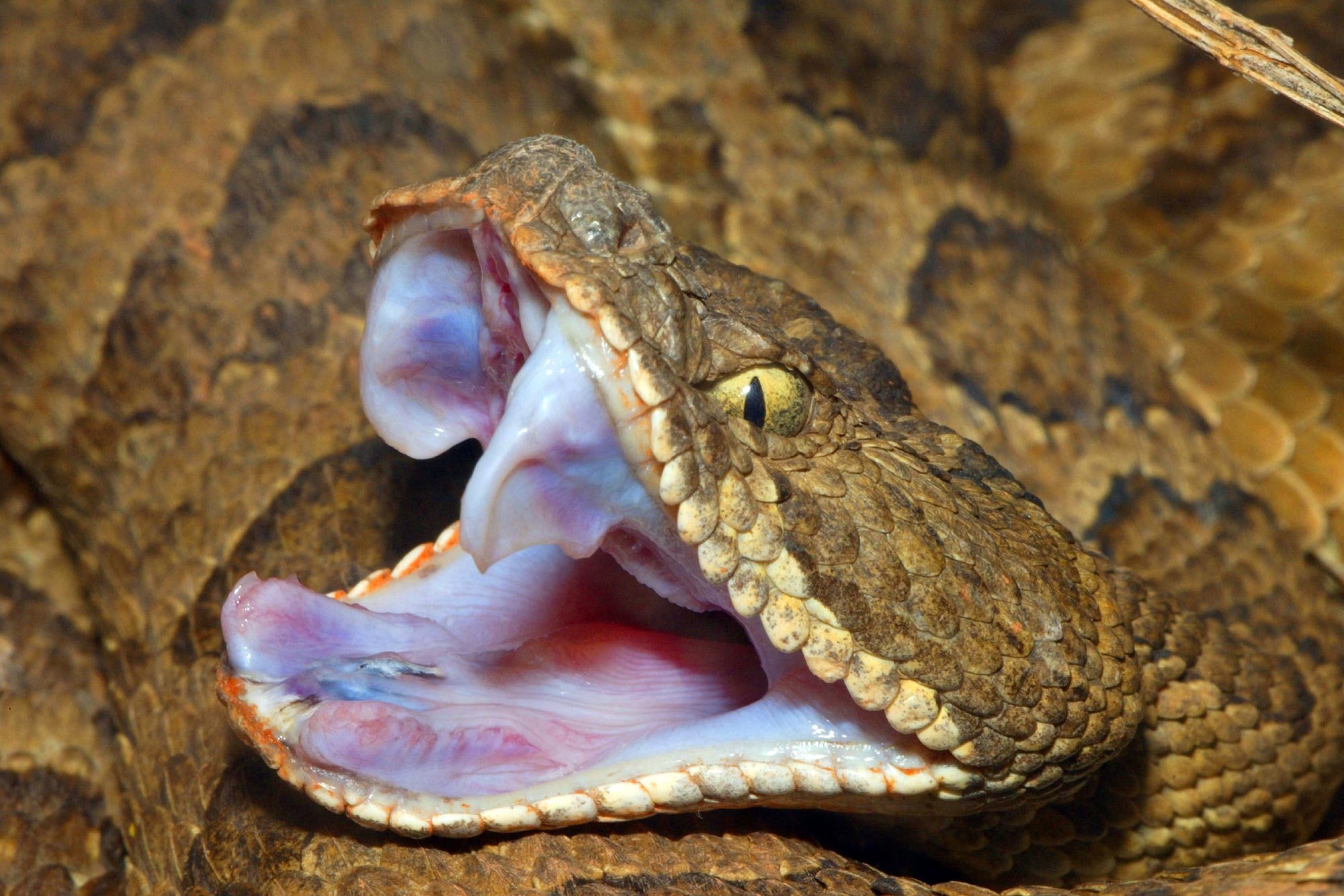 La complexité du venin de serpent est entraînée par un régime proie