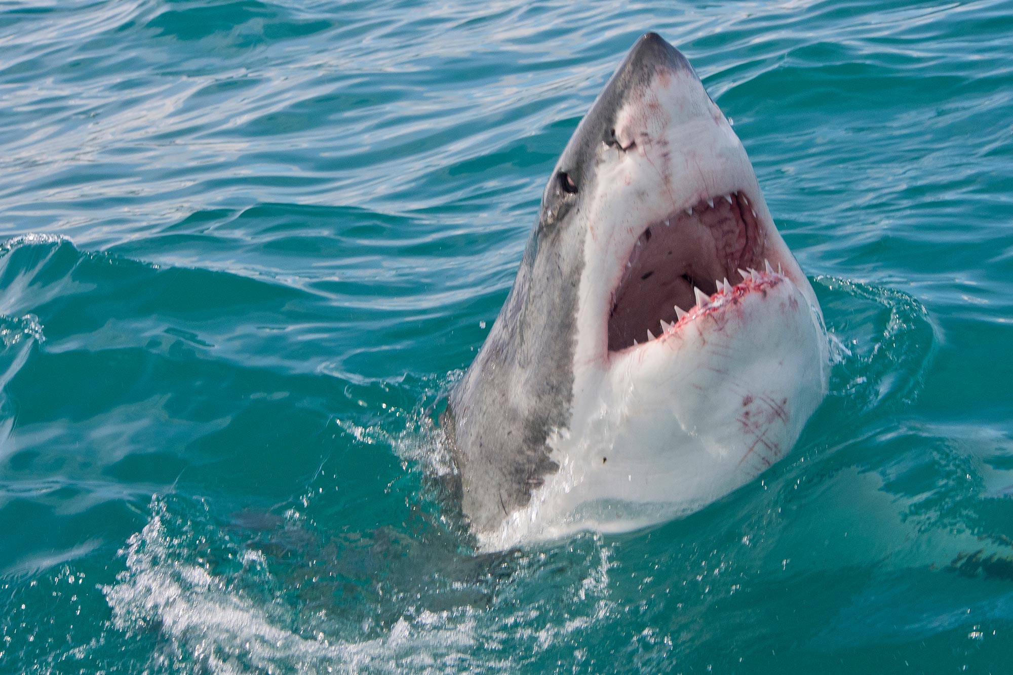 Les requins surchauffent alors que le réchauffement des océans les pousse au bord du gouffre