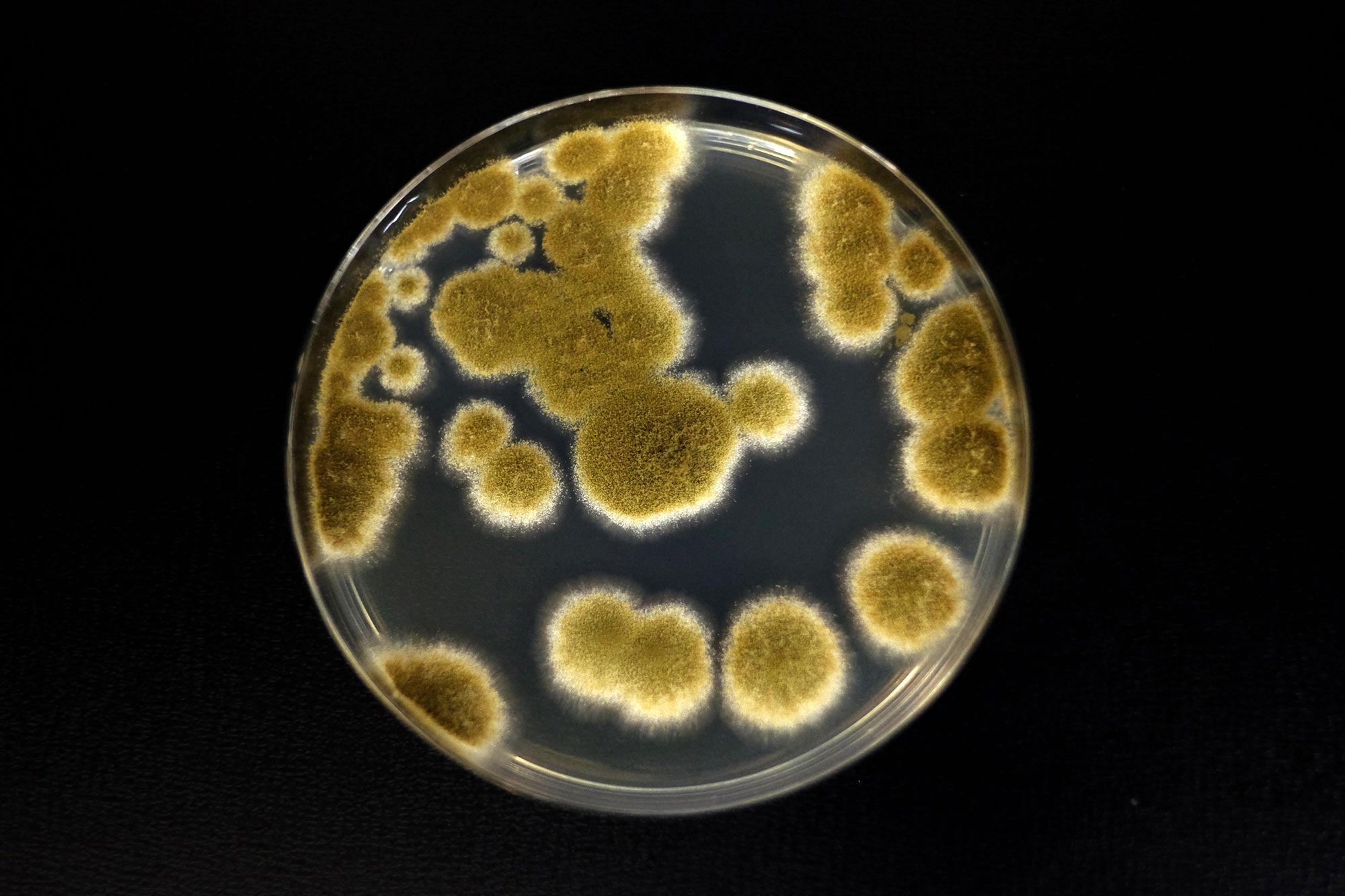 Les scientifiques disent que ce champignon pourrait survivre au voyage vers Mars