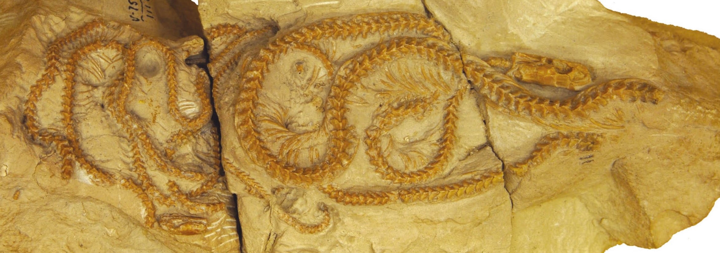 Un serpent vieux de 34 millions d'années découvert dans le Wyoming réécrit notre compréhension de l'évolution