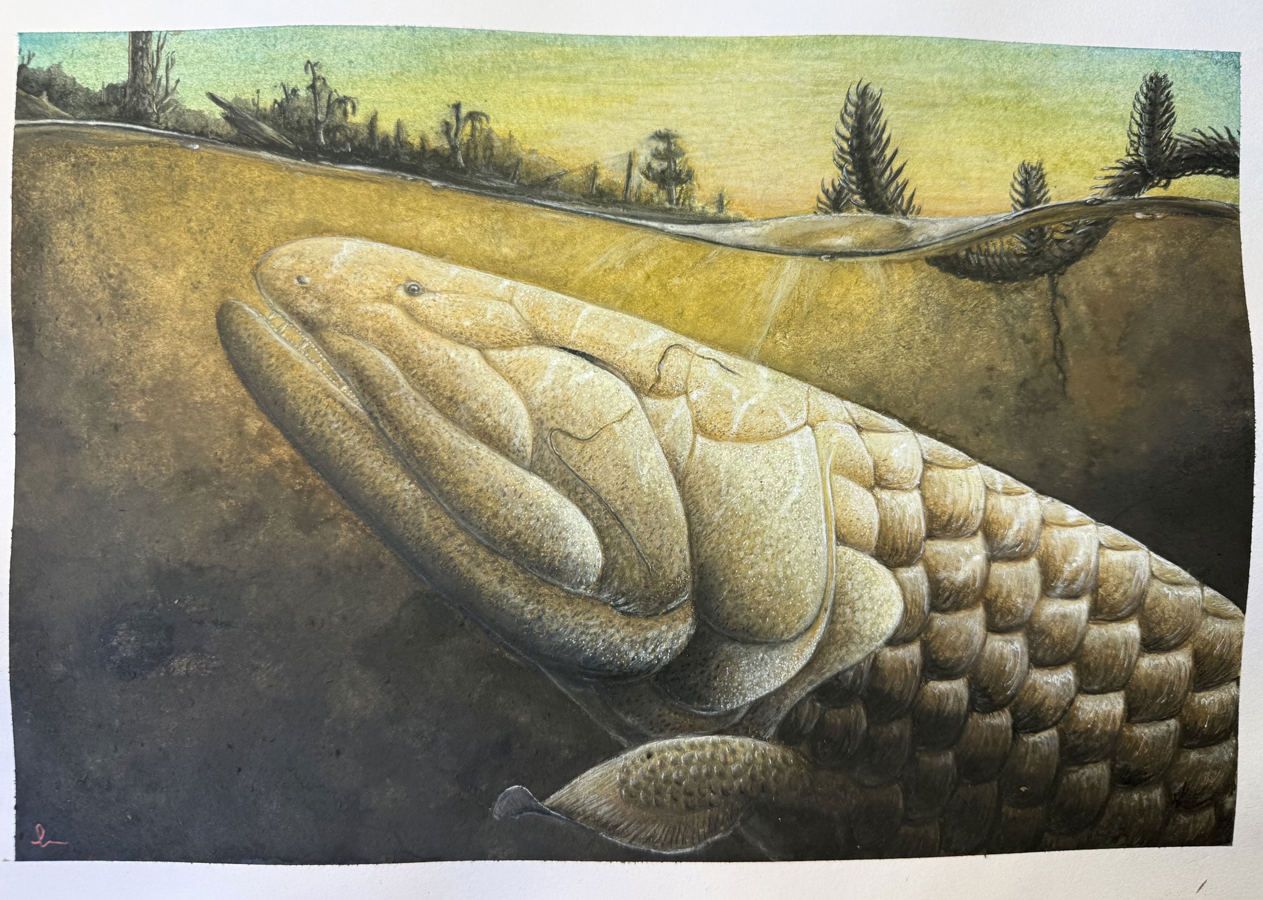 Un fossile de poisson vieux de 380 millions d’années révèle les secrets des premiers pas de la vie sur terre