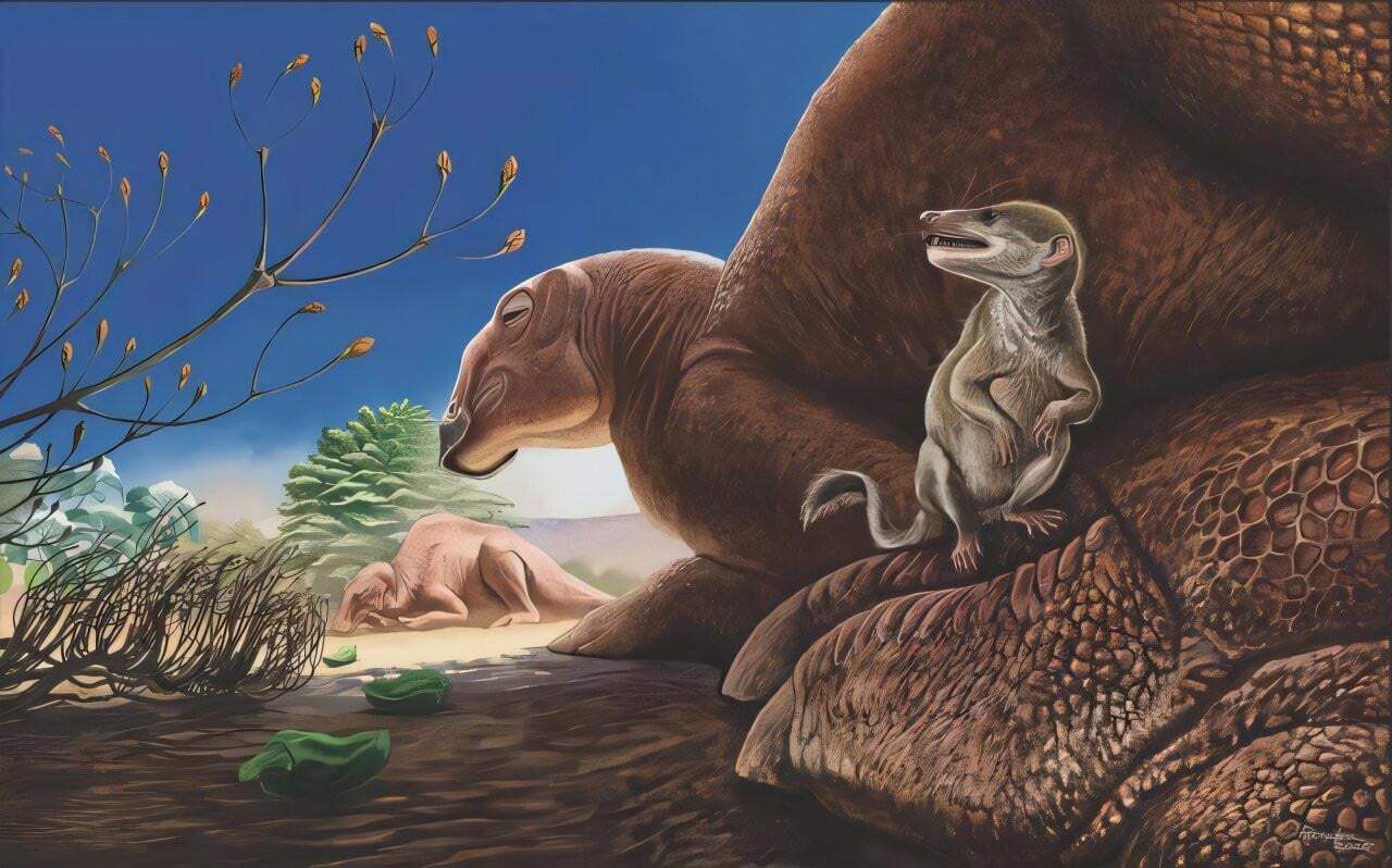 De nouvelles espèces de mammifères de l'âge des dinosaures découvertes dans le désert de Gobi