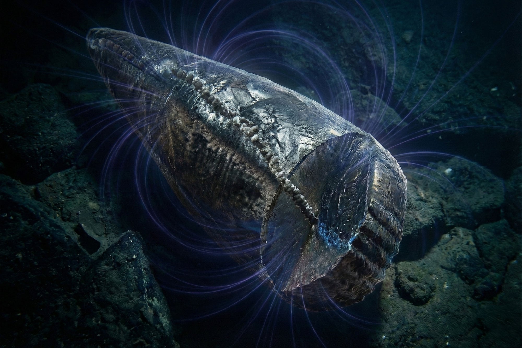 Des scientifiques découvrent un « GPS » vieux de 97 millions d’années qui aurait pu guider des animaux anciens