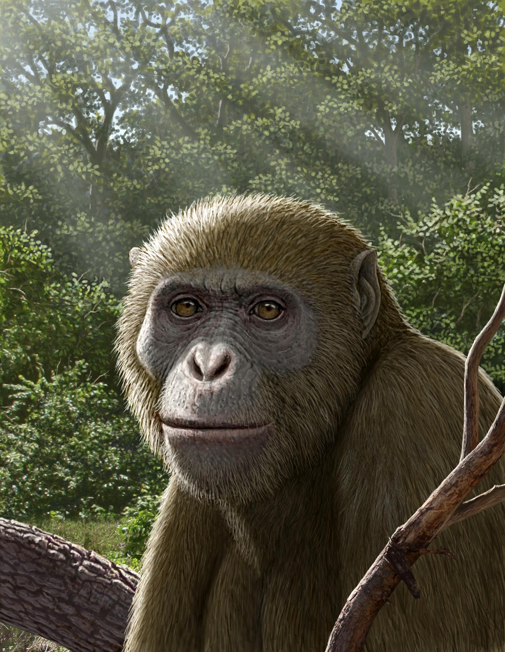 Cet ancien fossile de singe pourrait changer l’origine des humains