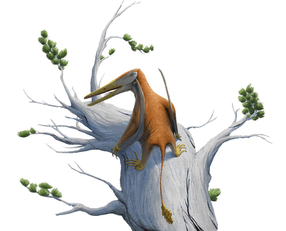 Réécrire le ciel jurassique: le fossile du ptérosaure ancien repousse les origines de 15 millions d'années