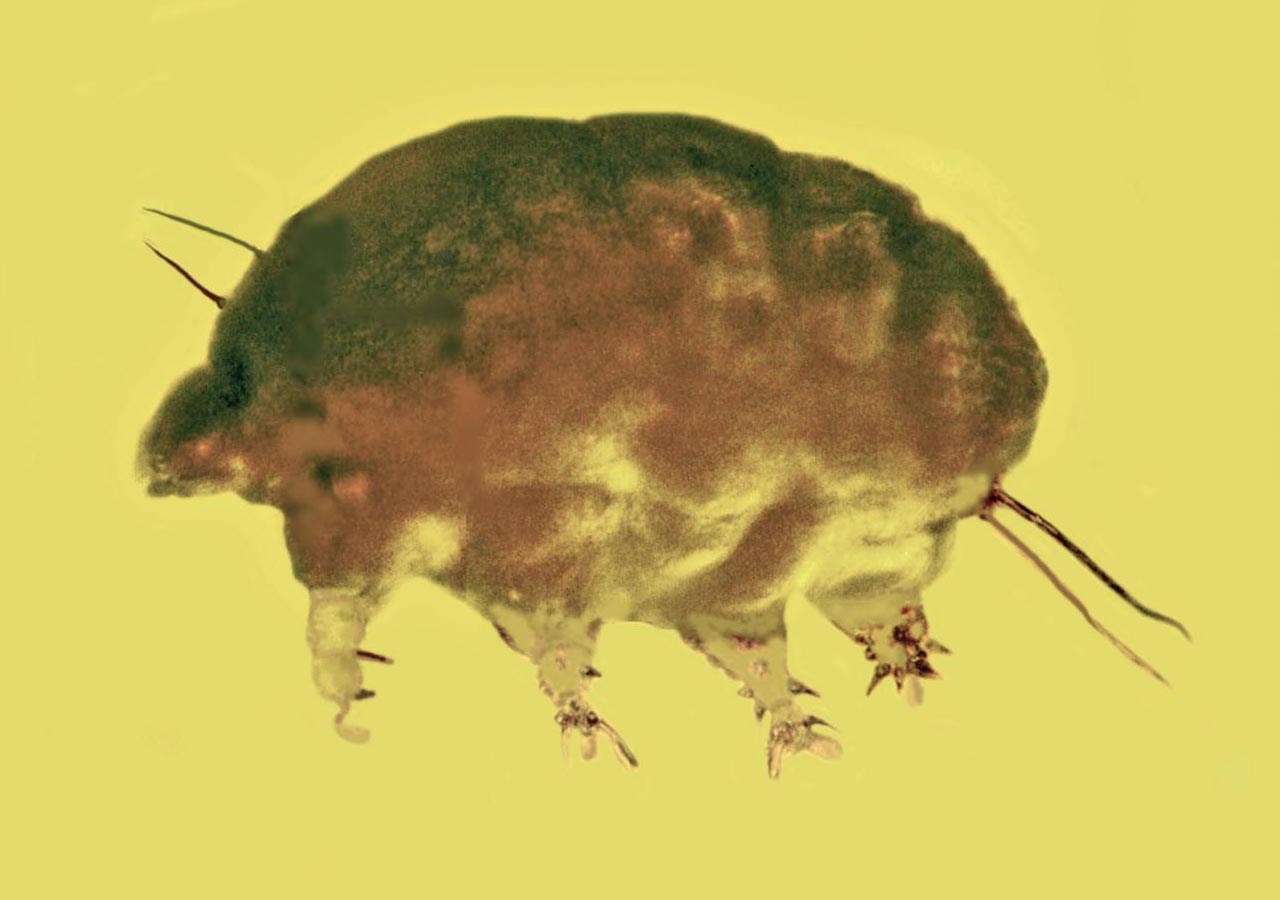 Rencontrez les «Mold Pigs», un invertébré nouvellement découvert d'il y a 30 millions d'années