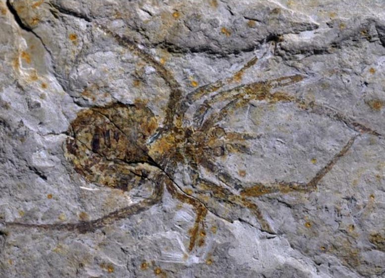 Cette ancienne fossile «araignée géante» a surpris les paléontologues 
