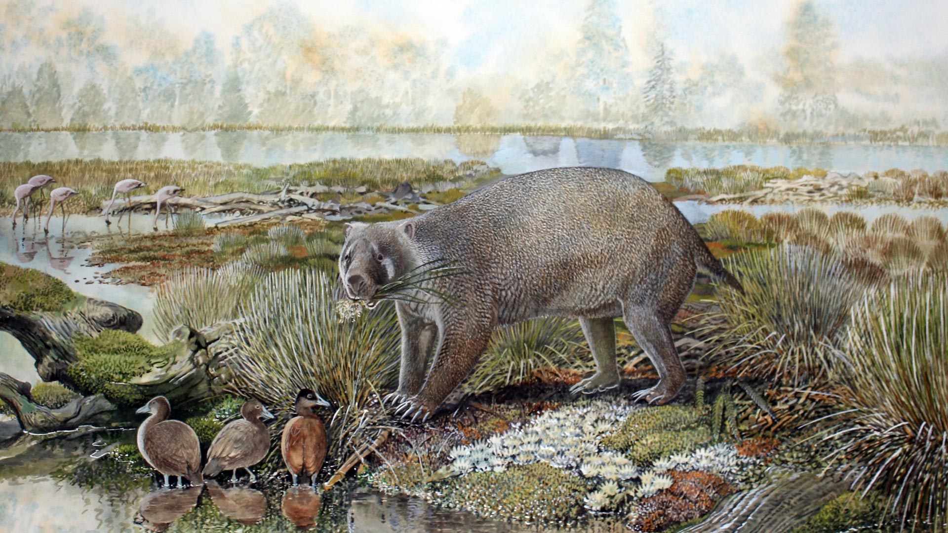 Une nouvelle famille éteinte "sérieusement étrange" de parents géants de Wombat a découvert dans le désert australien
