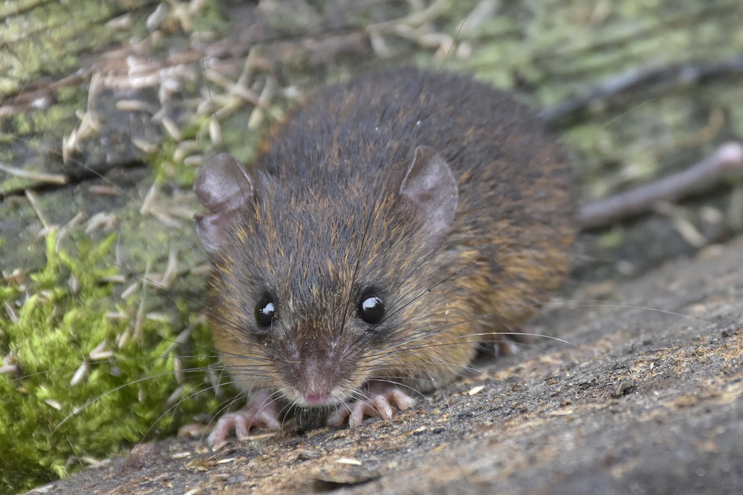 Nouvelles espèces de souris épineuses découvertes en Équateur