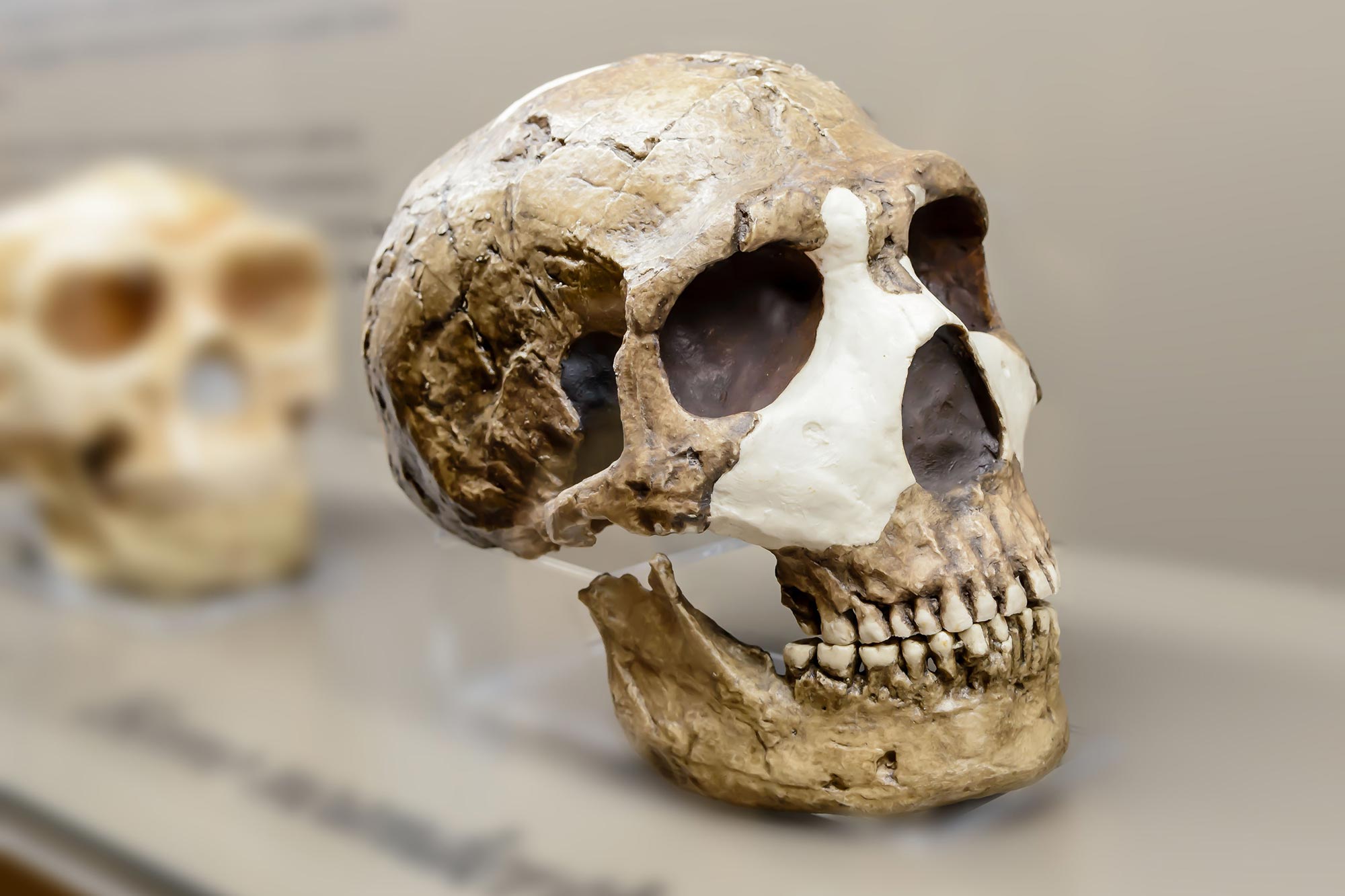 Pourquoi les Néandertaliens ont-ils disparu ? Les scientifiques révèlent que les humains avaient un avantage caché