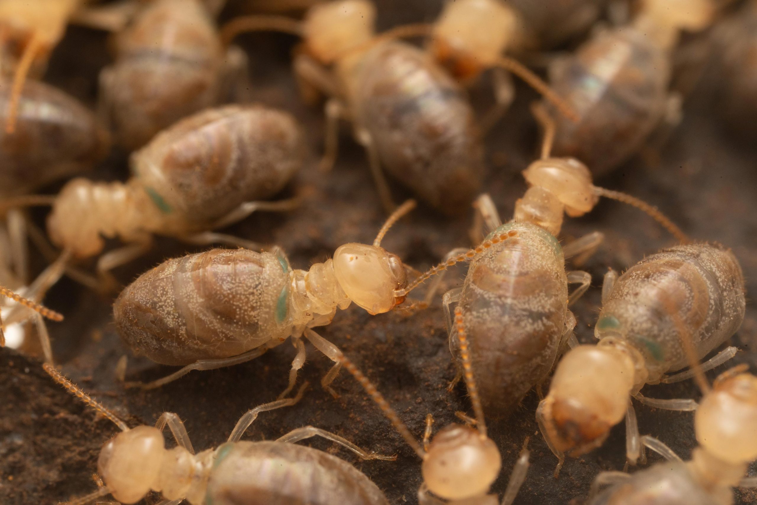 Pourquoi les termites se font exploser: la chimie fascinante de leurs mécanismes de défense