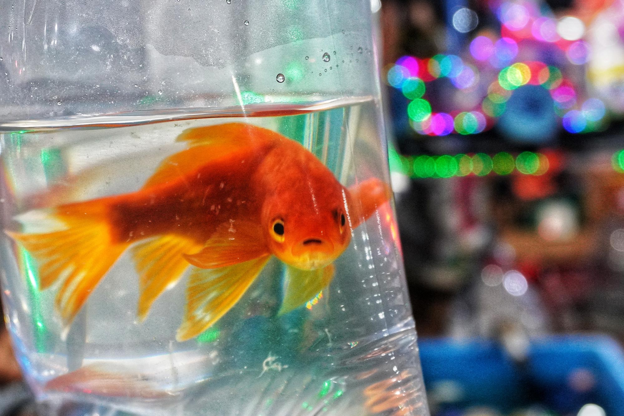 Les scientifiques préviennent que ce poisson de compagnie commun peut détruire des écosystèmes entiers