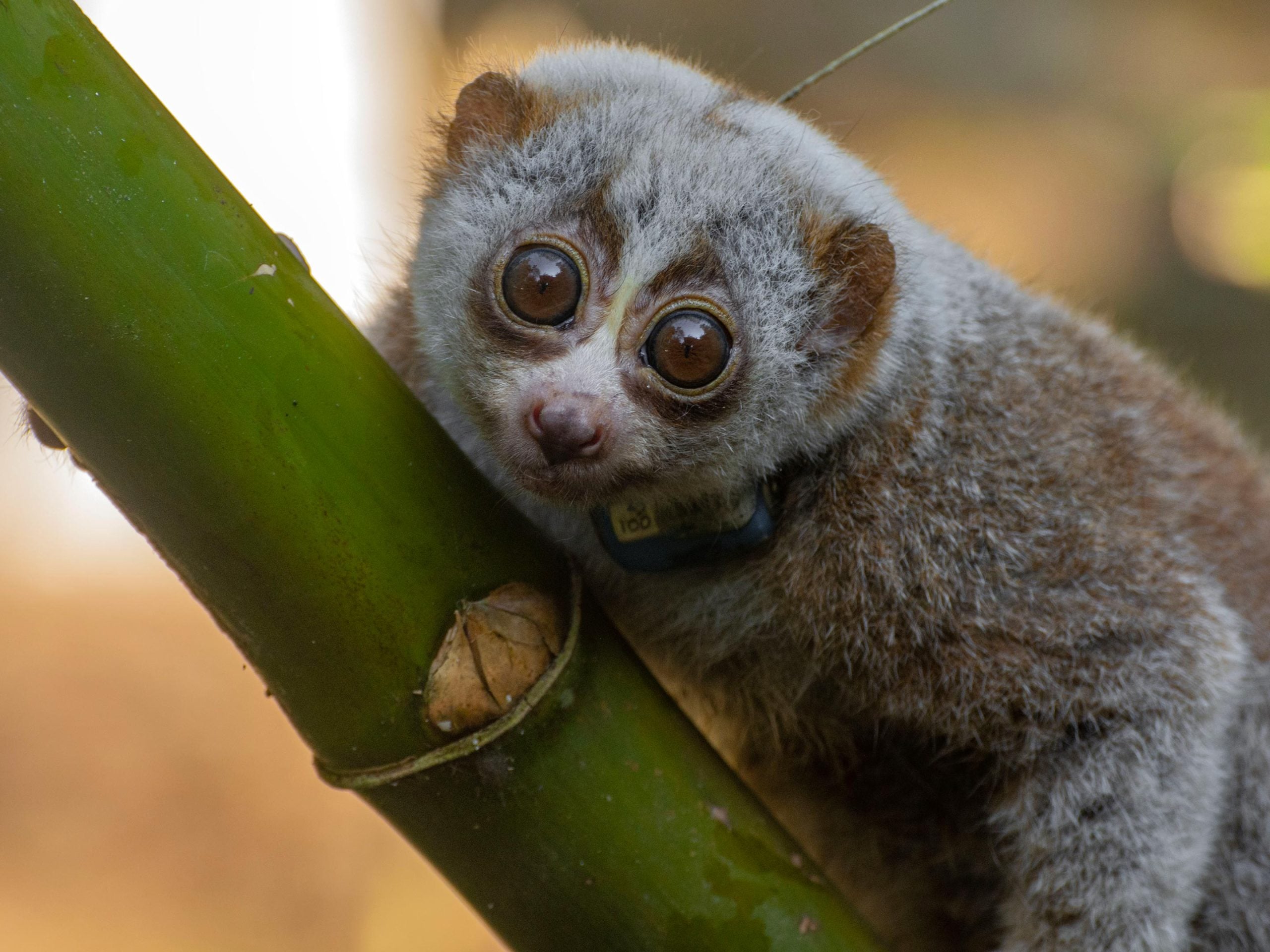 La nature devient un « piège mortel » pour les loris lents sauvés