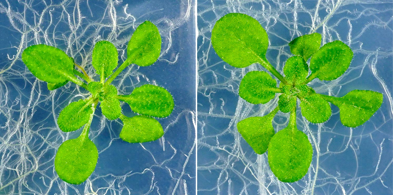 Une augmentation des rendements des cultures pourrait résulter d'une percée hormonale végétale