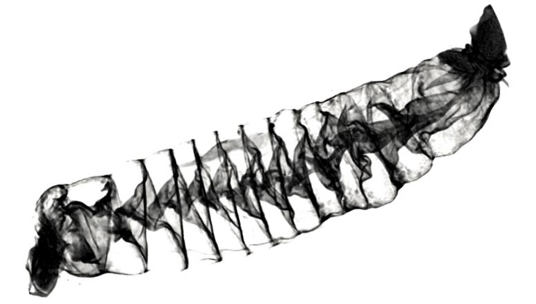 Les nouvelles images 3D incroyables d'intestins de requin montrent qu'elles fonctionnent comme la valve de Nikola Tesla